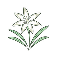 lily flower isolated on white