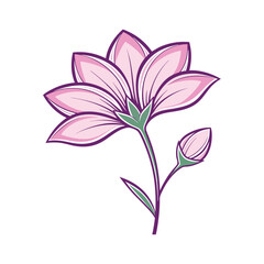 pink lily isolated on white background