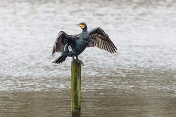 Close up of a Great Cormorant, Phalacrocorax carbo, standing on a pole in the water in a misty background with wet wings spread in an attempt to dry them