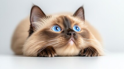 Elegant Burmese Cat with Striking Blue Eyes on White Background Isolated Portrait. Generative AI