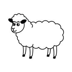 illustration of sheep