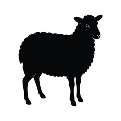 illustration of sheep