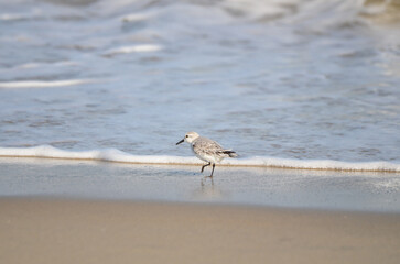Sand piper on beach with waves crashing in background