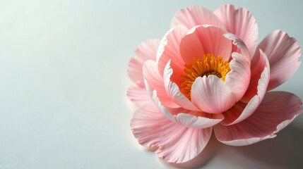 Fototapeta premium A Delicate Pink Blossom with Soft Petals and a Golden Center, a Symbol of Beauty and Tranquility, Perfectly Isolated on a Pale Background
