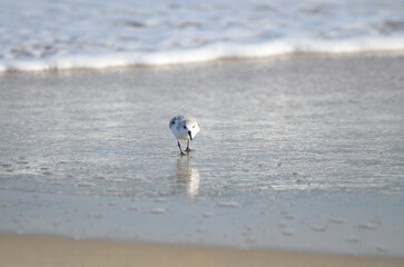 Sand piper on beach with waves crashing in background