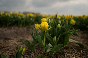 A bunch of yellow tulips. The tulips are in the foreground and the background shows a blurry tulip field