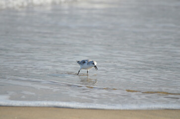 Sand piper on beach with waves crashing in background