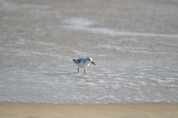 Sand piper on beach with waves crashing in background