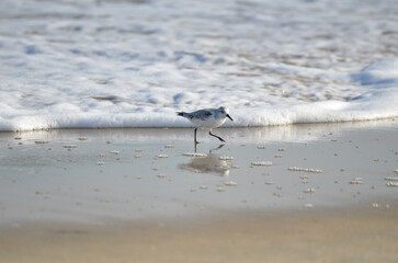 Sand piper on beach with waves crashing in background