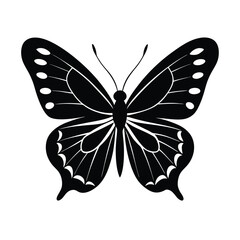 butterfly on white background