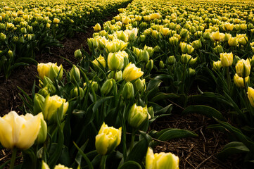 A closeup of a beautiful field of yellow tulips. The tulips are in full bloom and are scattered throughout the field, creating a vibrant and colorful scene