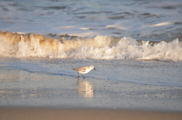 Sand piper on beach with waves crashing in background