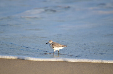 Sand piper on beach with waves crashing in background