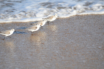 Sand piper on beach with waves crashing in background