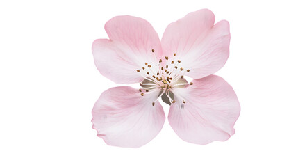 Fototapeta premium light pink flowers png