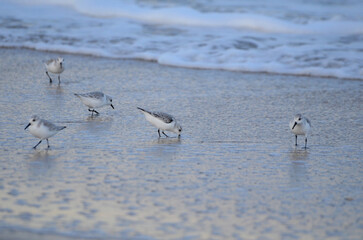 Sand piper on beach with waves crashing in background