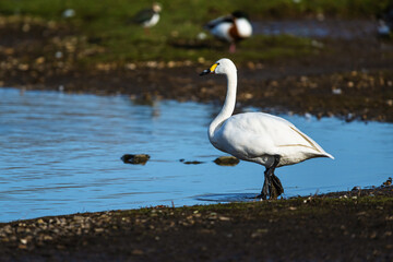Tundra Swan, Bewick's Swan, Cygnus columbianus at winter in Slimbridge, England