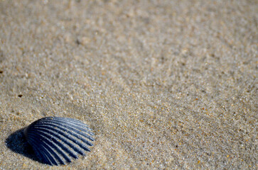 Black scallop seashell on sandy beach