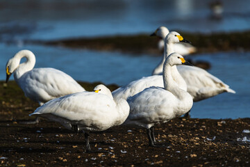 Tundra Swan, Bewick's Swan, Cygnus columbianus at winter in Slimbridge, England