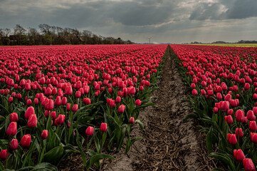 Vast rows of red tulips stretch to the horizon, illuminated by golden sunrays piercing through a dramatic sky. A breathtaking blend of color, light, and beauty of nature