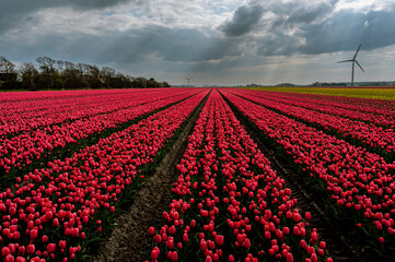 Endless rows of red tulips reach the horizon as golden sunrays break through a dramatic sky, casting a magical glow over the vibrant field. A stunning contrast of light and color