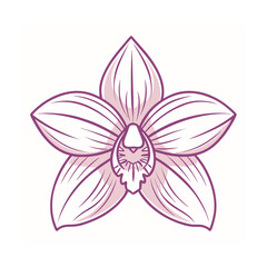 pink flower isolated on white