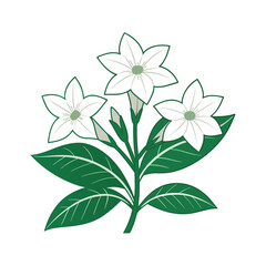 white flower isolated on white