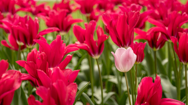 A single white tulip stands out among vibrant red flowers in spring