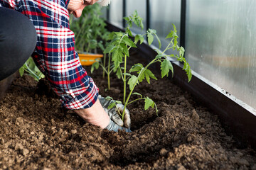 An elderly woman's hands are holding a young plant in the ground. Tomato seedlings are planted in...