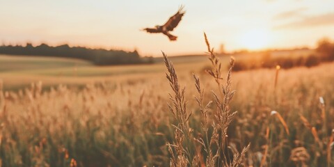 Obraz premium Birds in flight at sunset over golden fields nature rural landscape serene environment captured from a low angle perspective