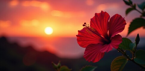 Fototapeta premium hibiscus flower silhouette against sunset, sunset, tropical