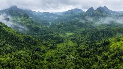 Fototapeta premium Misty mountain valley landscape, lush green forests, scenic view, travel background