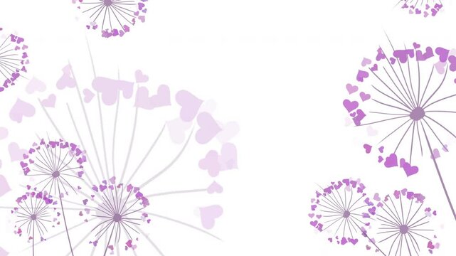 Romantic Valentine's day background. Dandelions with flying hearts on white. February 14 holiday of love. Loop animation.