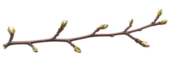 Dry branch with budding leaves showcasing nature resilience and beauty. delicate buds hint at arrival of spring, symbolizing renewal and growth