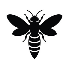black and white wasp