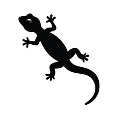 lizard on white background