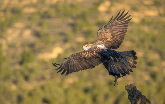 Bonelli's Eagle in flight over Valencia's natural landscape