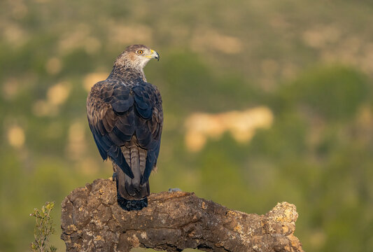 Majestic Bonelli's Eagle perched in natural habitat, Valencia