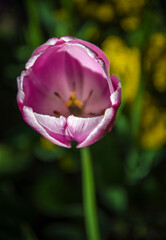 Blooming delicate pink tulip close-up in the garden
