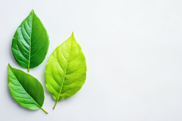 Obraz premium Two leaves are harmoniously arranged against a neutral background, illuminated by soft midday light. This setting embodies serenity and natural balance