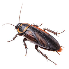 cockroach on isolated white background