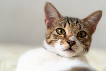 Close-Up Portrait of a Domestic Cat