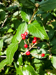 Fototapeta premium Viburnum lantana. Traveling tree. Simultaneously unripe red and ripe black fruits hanging on a branch.