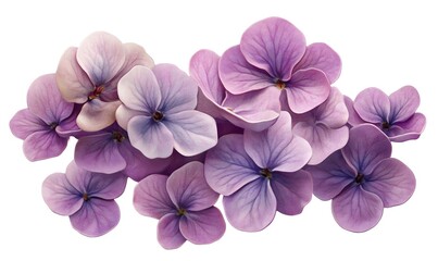 Obraz premium Lilac flowers bouquet, isolated, white background, floral design, greeting card