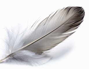 feather isolated on white