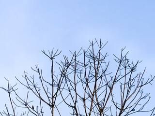 Bare Tree Branches Against Clear Blue Sky Capturing the Essence of Minimalist Nature in Early Spring