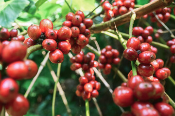 Close-Up of Ripe Red Coffee Cherries on Branches in Lush Green Plantation Ready for Harvesting