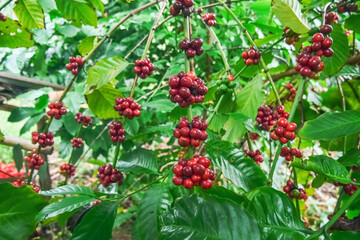 Obraz premium ** Vibrant Red Coffee Cherries on Lush Green Coffee Plant in Tropical Plantation Setting..**