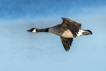 Canada Goose, Branta canadensis, bird in flight over winter marshes