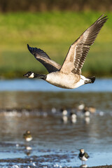 Canada Goose, Branta canadensis, bird in flight over winter marshes